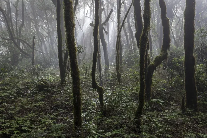 Framed Print : Mist in the Cloud Forest Print, La Gomera, Canary Islands Framed Print : Mist in the Cloud Forest Print, La Gomera, Canary Islands