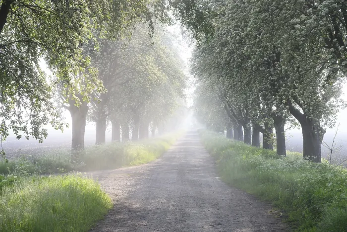 Framed Print : Misty Morning Path Print, Bohmte, Germany Framed Print : Misty Morning Path Print, Bohmte, Germany