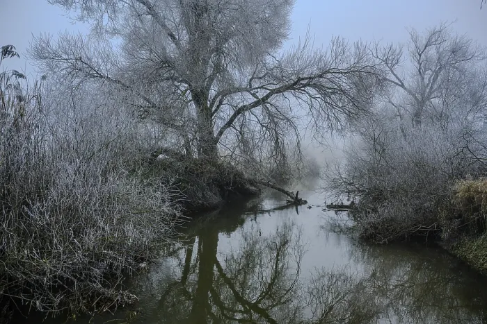 Framed Print : Misty River Print with Bare Trees, Bogen, Bavaria Framed Print : Misty River Print with Bare Trees, Bogen, Bavaria