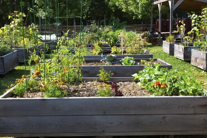 Framed Print : Community Garden in Summer, Quebec Print Framed Print : Community Garden in Summer, Quebec Print