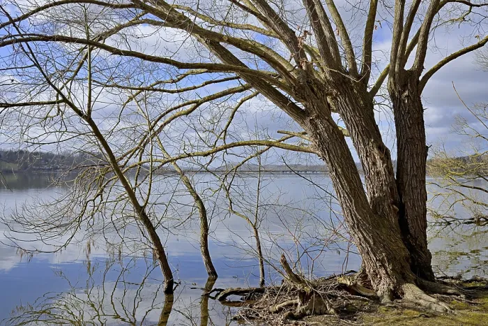 Framed Print : Mohnesee Print: Deciduous Trees by the Shore Framed Print : Mohnesee Print: Deciduous Trees by the Shore