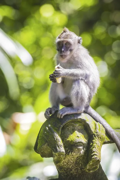 Framed Print : Sacred Monkey Forest Print, Ubud, Bali Framed Print : Sacred Monkey Forest Print, Ubud, Bali