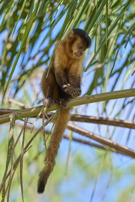 Framed Print : Capuchin Monkey Perched on a Thin Branch Print Framed Print : Capuchin Monkey Perched on a Thin Branch Print