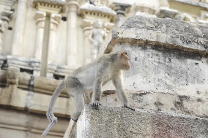 Framed Print : Monkey on Stone Wall Print, Hampi, India Framed Print : Monkey on Stone Wall Print, Hampi, India