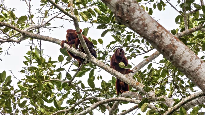 Framed Print : Venezuelan Red Howler Monkeys Print Framed Print : Venezuelan Red Howler Monkeys Print