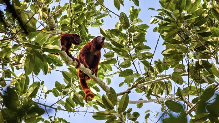 Framed Print : Venezuelan Red Howler Monkeys Print Framed Print : Venezuelan Red Howler Monkeys Print