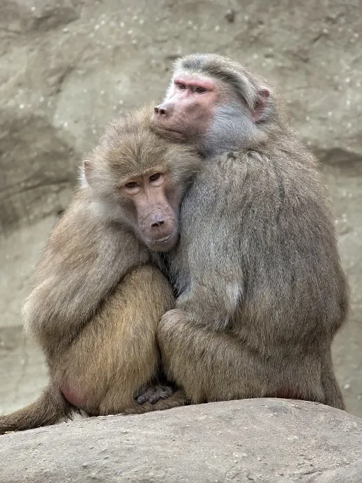Framed Print : Monkeys in the Wild Print Framed Print : Monkeys in the Wild Print