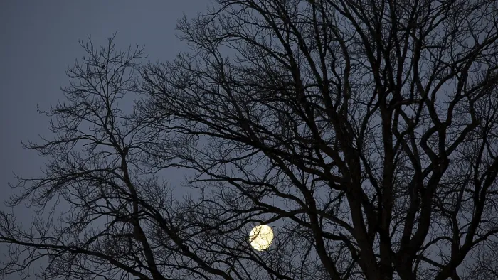 Framed Print : Full Moon Behind Old Oak Tree Print, Austria Framed Print : Full Moon Behind Old Oak Tree Print, Austria