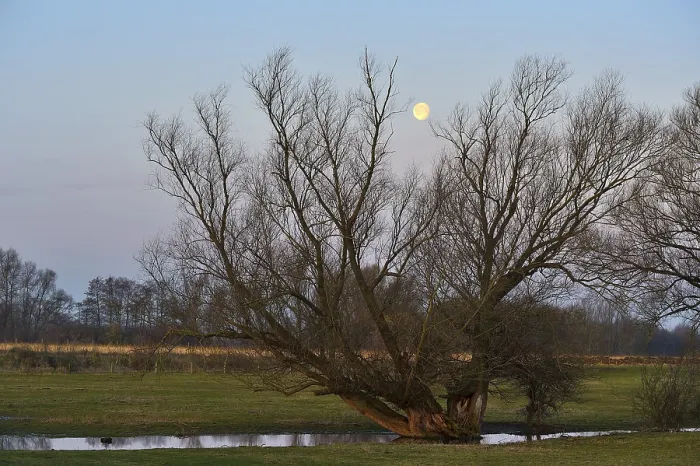 Framed Print : Full Moon over Ancient Tree Print, Wesel Germany