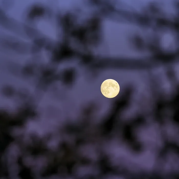 Framed Print : Full Moon Shining Through Branches Print Framed Print : Full Moon Shining Through Branches Print