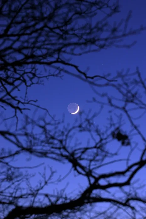 Framed Print : Moonlight through Winter Branches Print