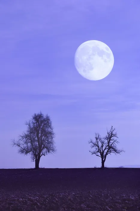 Framed Print : Moon with Trees on Field Print Framed Print : Moon with Trees on Field Print