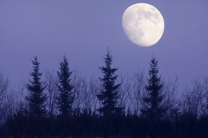 Framed Print : Moon behind Trees Print, Germany Framed Print : Moon behind Trees Print, Germany