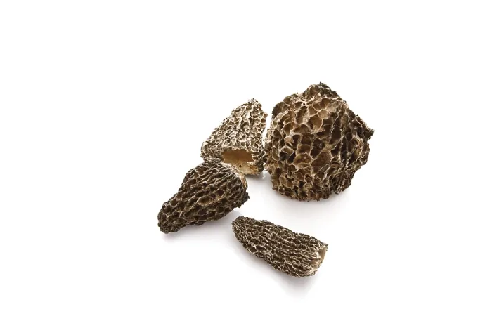 Framed Print : Morel Mushroom Print Framed Print : Morel Mushroom Print