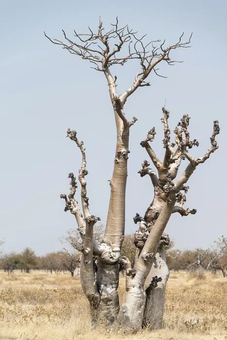 Framed Print : Moringa Tree Print, Etosha National Park, Namibia Framed Print : Moringa Tree Print, Etosha National Park, Namibia