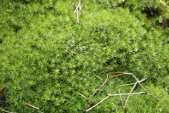 Framed Print : Moss Print by ImageBROKER Framed Print : Moss Print by ImageBROKER