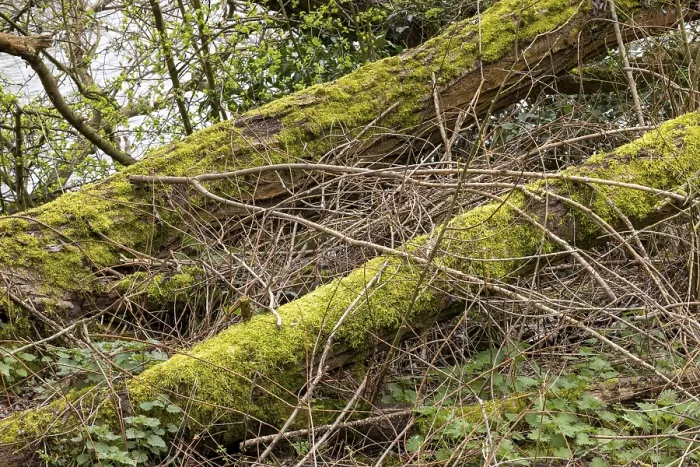 Framed Print : Moss-covered Tree Trunks Print, Stratford-upon-Avon Waterfront Framed Print : Moss-covered Tree Trunks Print, Stratford-upon-Avon Waterfront