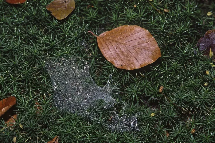 Framed Print : Moss, Forest, Leaf and Spider Web Print Framed Print : Moss, Forest, Leaf and Spider Web Print