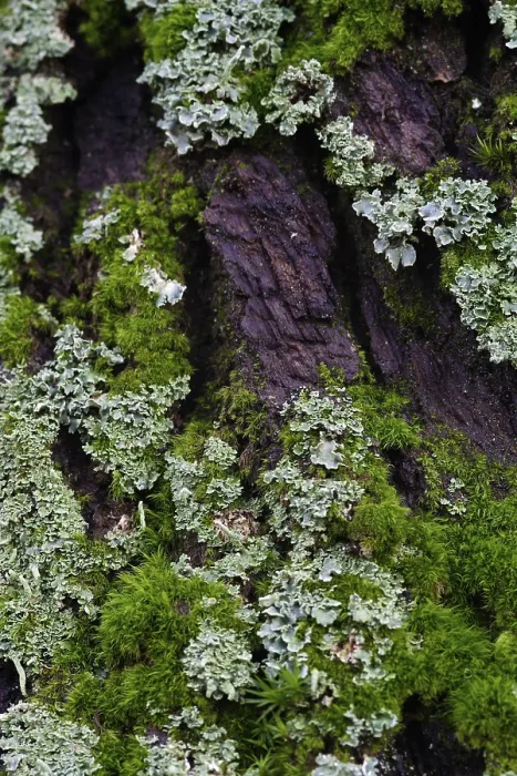 Framed Print : Moss- and Lichen-Covered Tree Bark Print Framed Print : Moss- and Lichen-Covered Tree Bark Print