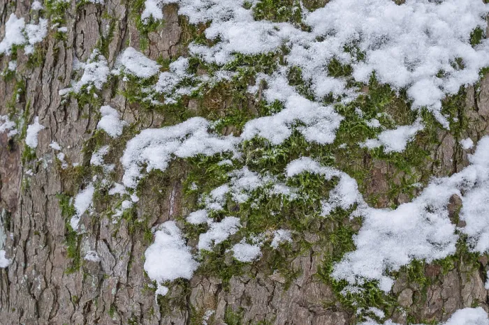 Framed Print : Moss and Snow Print on Tree Bark, Thuringia Germany Framed Print : Moss and Snow Print on Tree Bark, Thuringia Germany
