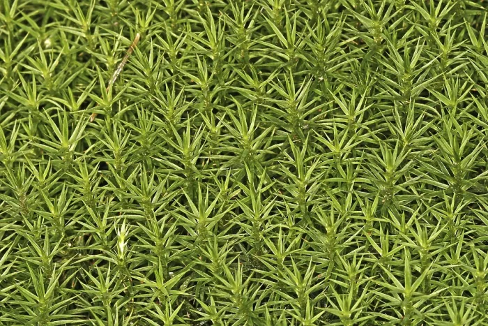Framed Print : Mosses Print from Algae and Bryophyta Plant Group Framed Print : Mosses Print from Algae and Bryophyta Plant Group