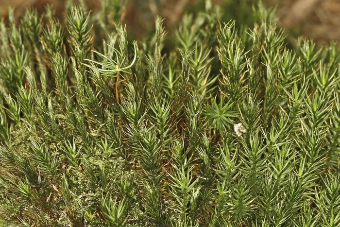 Framed Print : Mosses Print - Close-up of a Mossy Landscape Framed Print : Mosses Print - Close-up of a Mossy Landscape