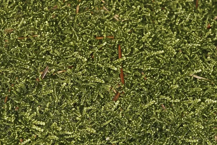 Framed Print : Mosses Print: Close-up of Moss Growth