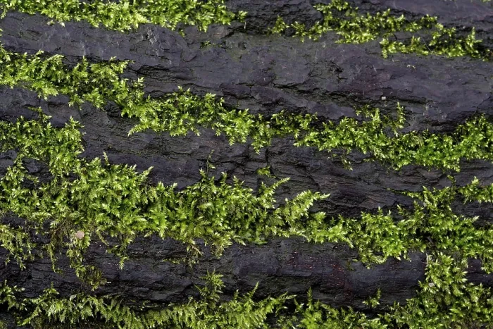 Framed Print : Mosses growing on a tree trunk, Print of Lueerwald, Germany