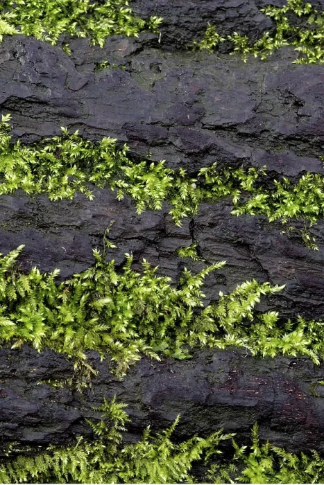 Framed Print : Mosses growing on a tree trunk Print, Lueerwald, Germany Framed Print : Mosses growing on a tree trunk Print, Lueerwald, Germany