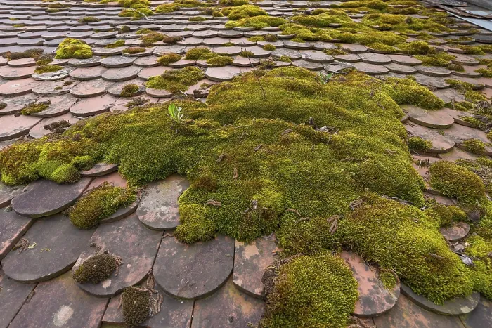 Framed Print : Mossy Roof of Old Baking Oven Print, Franconia, Germany Framed Print : Mossy Roof of Old Baking Oven Print, Franconia, Germany