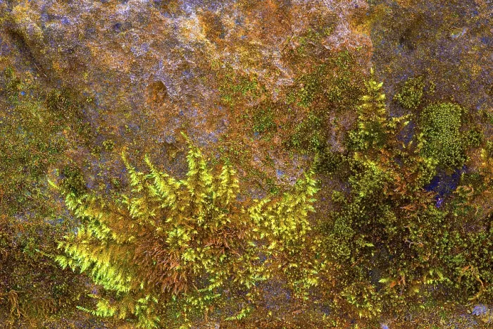 Framed Print : Mossy Sand-Lime Brick Print, Bavaria, Germany Framed Print : Mossy Sand-Lime Brick Print, Bavaria, Germany