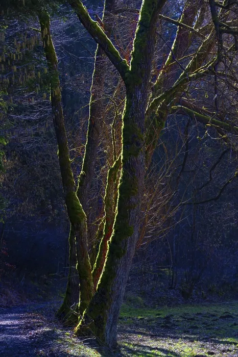Framed Print : Mossy Trees in Backlight Print, Ausetal, Germany Framed Print : Mossy Trees in Backlight Print, Ausetal, Germany