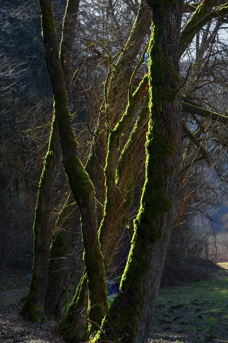 Framed Print : Mossy Trees in Backlight Print, AuseBtal, Germany