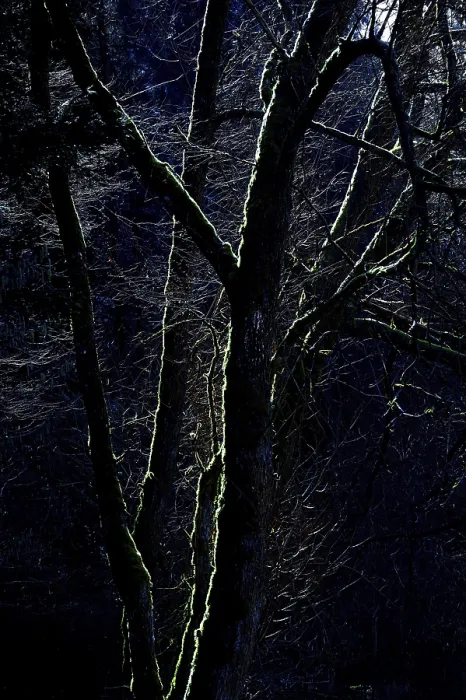 Framed Print : Mossy Trees in Backlight Print, Bavaria, Germany Framed Print : Mossy Trees in Backlight Print, Bavaria, Germany