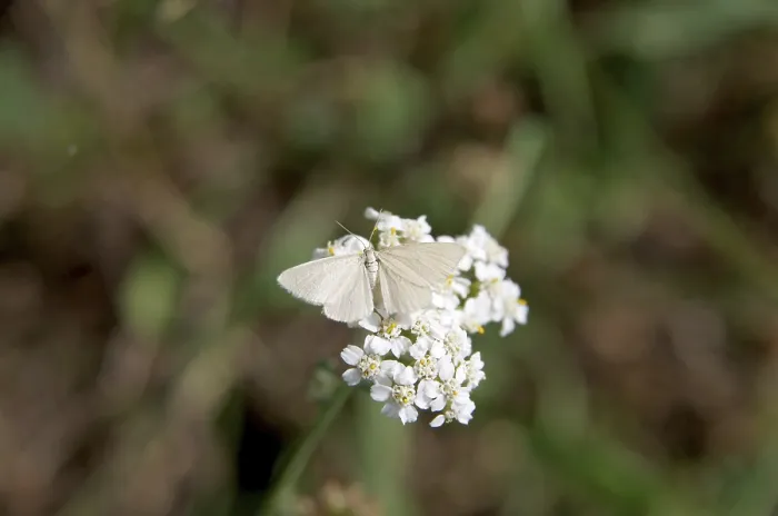 Framed Print : Moth on Yarrow Print - Nectar Feeding Framed Print : Moth on Yarrow Print - Nectar Feeding