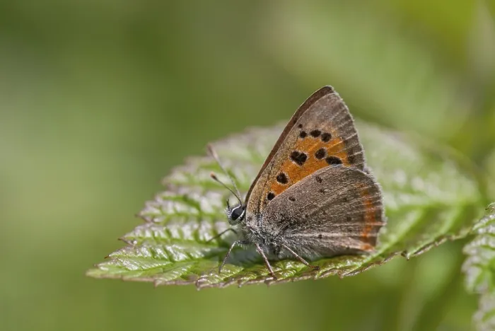 Framed Print : Small Copper Butterfly Print, Lycaena phlaeas Framed Print : Small Copper Butterfly Print, Lycaena phlaeas
