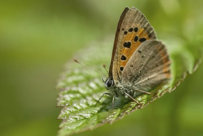 Framed Print : Small Copper Butterfly Print, Lycaena phlaeas Framed Print : Small Copper Butterfly Print, Lycaena phlaeas