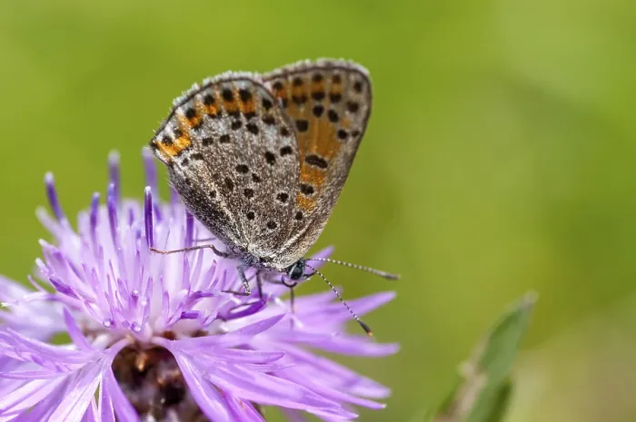 Framed Print : Small Copper Butterfly Print - Lycaena phlaeas Framed Print : Small Copper Butterfly Print - Lycaena phlaeas