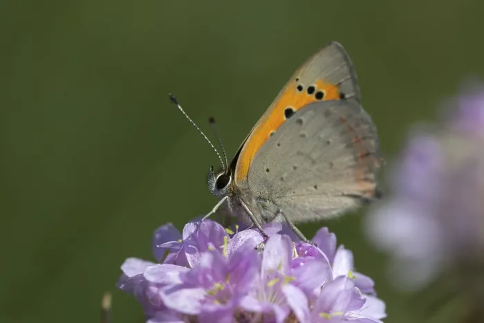 Framed Print : Small Copper Butterfly Print - Lycaena phlaeas Framed Print : Small Copper Butterfly Print - Lycaena phlaeas