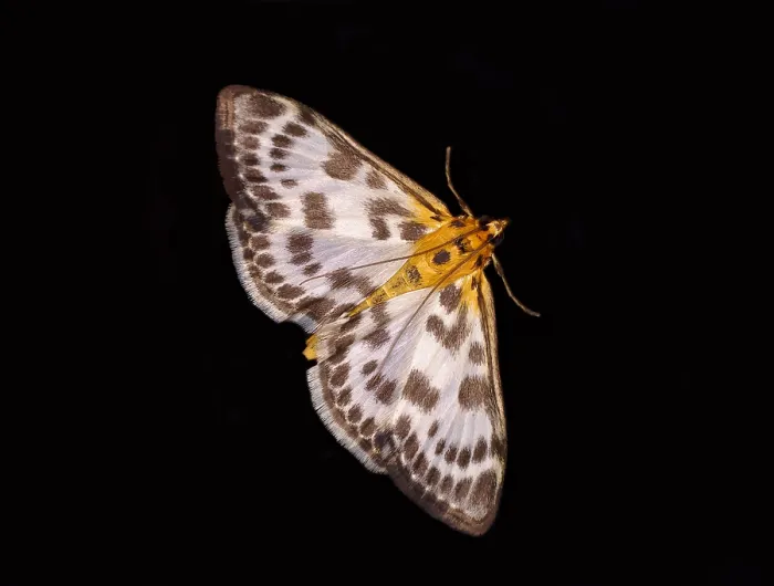 Framed Print : Moth on Window Pane Print, Heidenreichstein, Austria Framed Print : Moth on Window Pane Print, Heidenreichstein, Austria