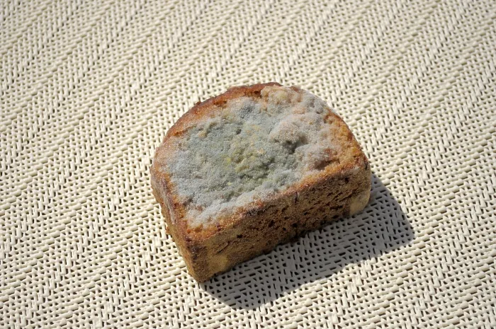 Framed Print : Mould on Bread Print Framed Print : Mould on Bread Print