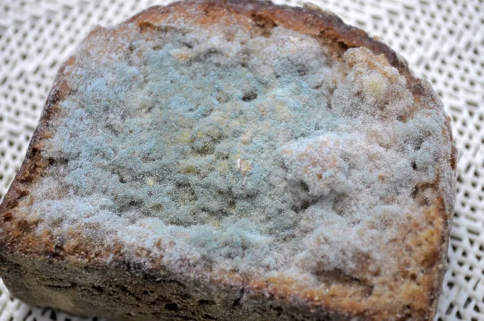 Framed Print : Mould on Bread Print Framed Print : Mould on Bread Print