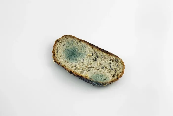 Framed Print : Mouldy Slice of Bread Print Framed Print : Mouldy Slice of Bread Print