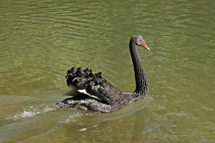 Framed Print : Mourning Swan Print Framed Print : Mourning Swan Print