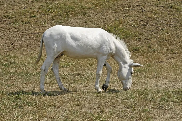 Framed Print : Mule Print by imageBROKER Framed Print : Mule Print by imageBROKER