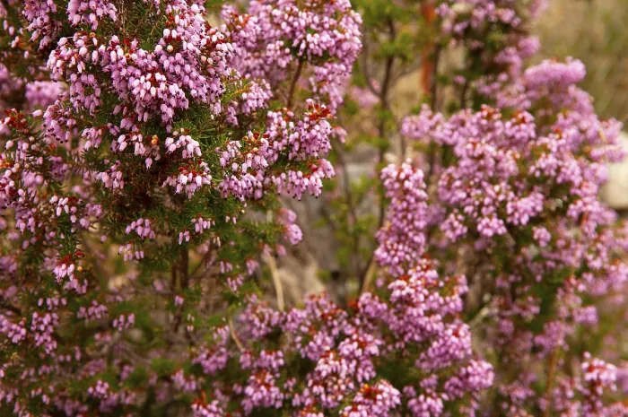 Framed Print : Multi-flowered Heather Print (Erica multiflora) Framed Print : Multi-flowered Heather Print (Erica multiflora)