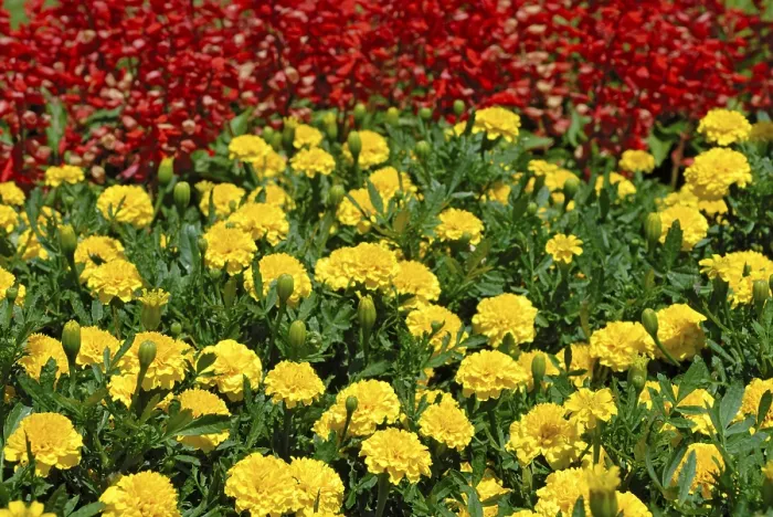 Framed Print : Multicolored Flower Field Print Framed Print : Multicolored Flower Field Print