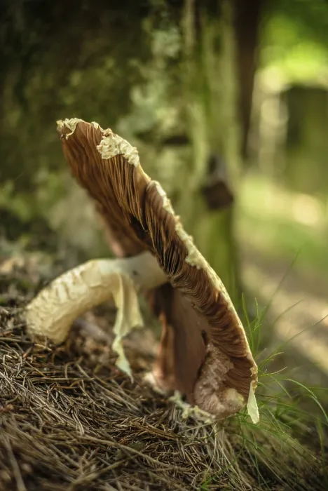 Framed Print : Mushroom Mushroom Print by imageBROKER Framed Print : Mushroom Mushroom Print by imageBROKER