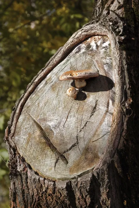Framed Print : Mushroom on the hurt part of a tree Print Framed Print : Mushroom on the hurt part of a tree Print