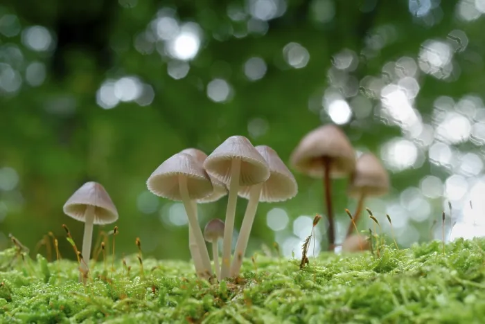 Framed Print : Mushroom and Moss Print Framed Print : Mushroom and Moss Print